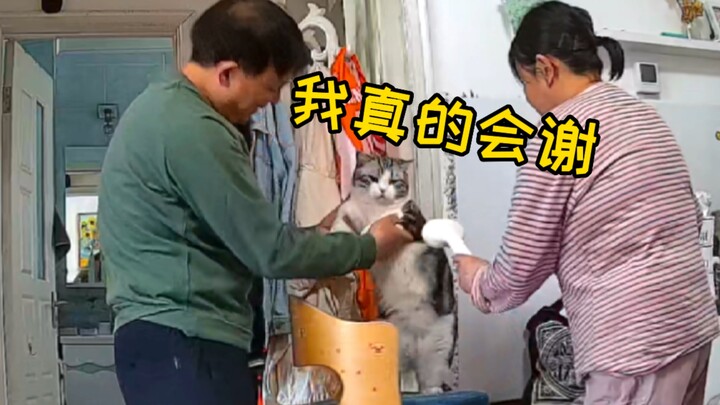 Apa yang akan terjadi jika kamu pergi berlibur dan menitipkan kucing pada orang tuamu?