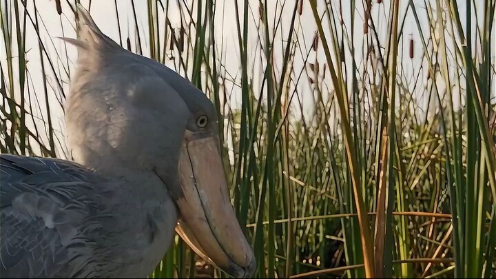 The Shoebill Picked the WRONG Lake for Lunch!