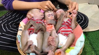 So Cute Three monkey sleep in the basket