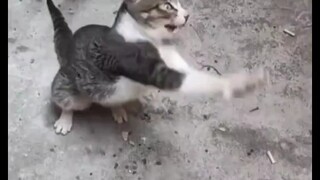 Tampaknya si kucing telah dirasuki oleh sesuatu yang kotor, terus-menerus berguling-guling dan meran