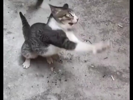 Mèo mèo hình như bị thứ bẩn bám vào người, cứ lăn lộn, bò lết trên mặt đất một cách điên cuồng.