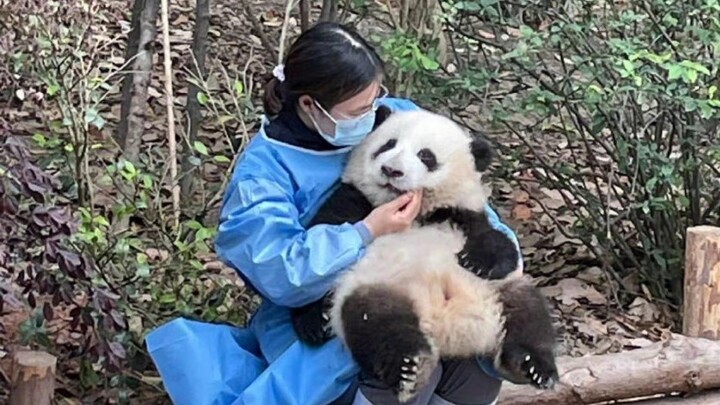 Can you handle Huahua, who is so good at acting like a spoiled child?