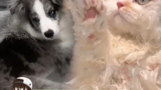 小公主青梅和它的双胞胎竹马文有了！