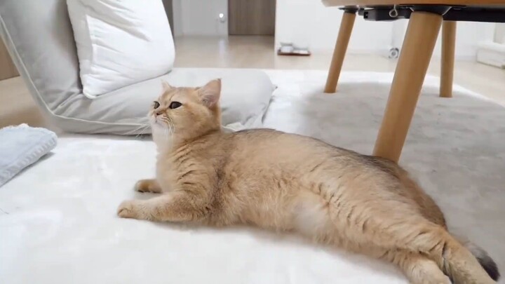 Remember that mother cat who accidentally gave birth? She was completely stunned at the time.
