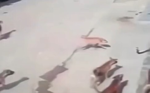 الكلب: فرقة المحققين تتألق! خذوه لي!