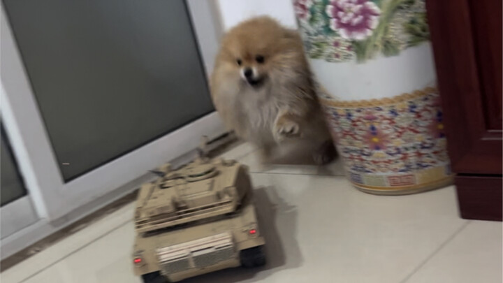 Tamiya tỷ lệ 1/16: M1A2 đại chiến chó mèo! Anh cún sợ đến mức muốn bay lên trời!