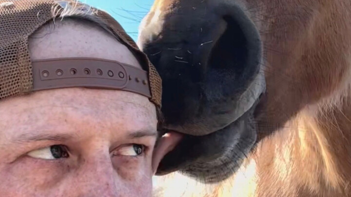 Horses are basically just giant toddlers.