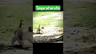 ไม่ดูตาม้าตาเรือ