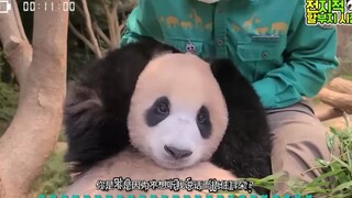 Fubao tidak ingin mendengar Kakek Jiang mengomel, ia menutup telinganya dengan tangan sambil tertawa