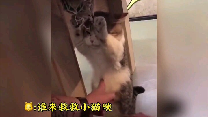 Kucing: Kalau ketemu makhluk dua kaki ini, aku langsung kabur deh!