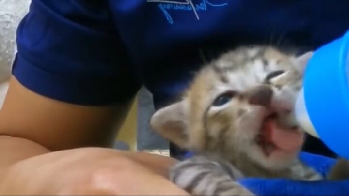 ¡De CASI PERDERLO TODO  a ser el más mimado! 🚨🐱 #shorts #rescateanimal