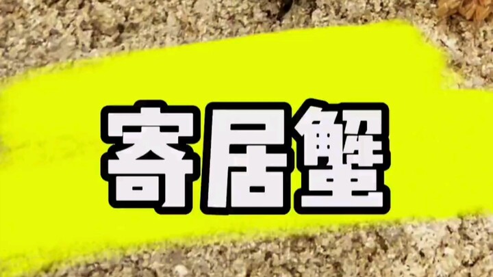 We really need to make good use of the beach by the shark pool.