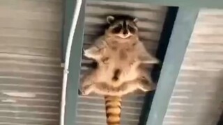 Agen khusus rakun kecil! Terlihat sangat profesional!