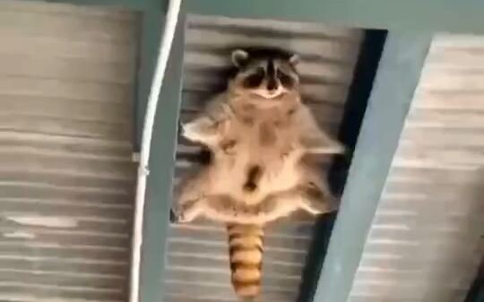 العميل الصغير الراكون! يبدو احترافيًا جدًا!