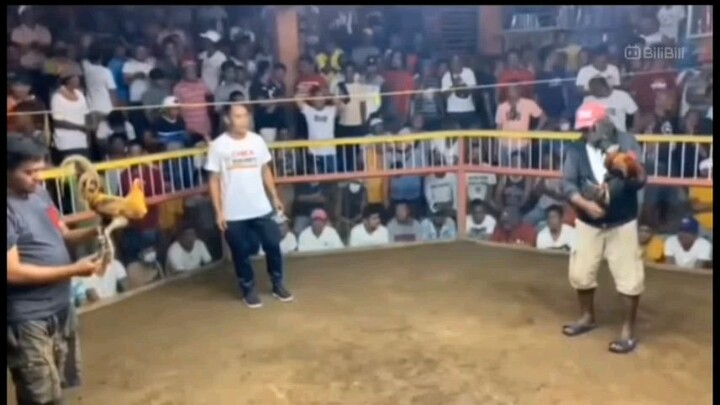 (OGW) GoldlineX5k sweater👌🏼🐓