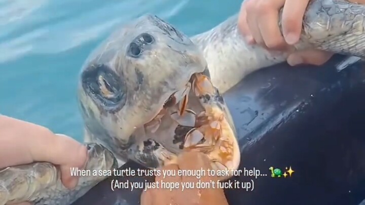 Nhà bảo vệ môi trường biển đã cứu một chú rùa biển bị hàu bám đầy trong miệng.