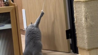 Cat: Let me go, I don’t want to play anymore