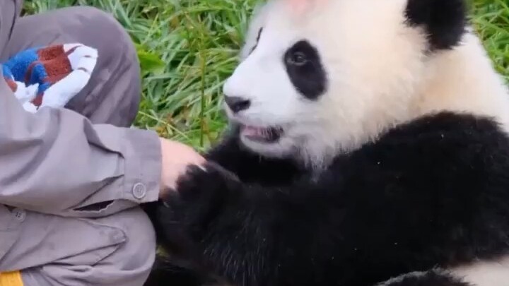 Anak panda raksasa Xianxian pasti mengira pengasuhnya adalah ibu kandungnya sendiri