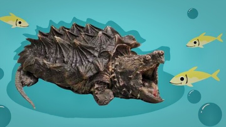 Alligator snapping turtle fishing—old pro of the animal kingdom!