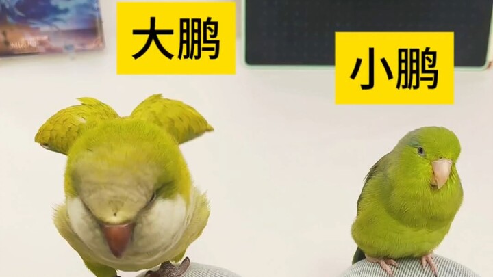 Đại Bằng tung cánh, Tiểu Bằng: ?