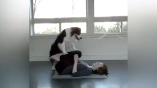 Jika aku membesarkan anjing Border Collie, apakah dia akan membenciku karena aku bodoh?