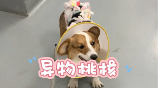 这只柯基时隔一个月就又来开腹了，嘴也太馋了吧，上个月是个杏核，这个月是桃核，我真不希望再看见你了，谁家好狗每天往医院跑呀