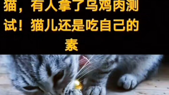 素食TV之胎里素哈基米爱修行🥰