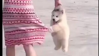 Anjing ini... membuatku tertawa sepanjang hari dan sepanjang malam