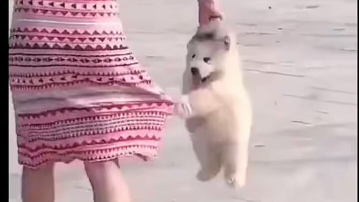Chú chó này... làm tôi cười suốt ngày đêm