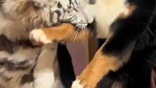 Triệu và ba nghìn cùng nhau chúc Tết mọi người đây!
