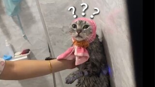 A Collection of Animals' Confusing Behaviors 169