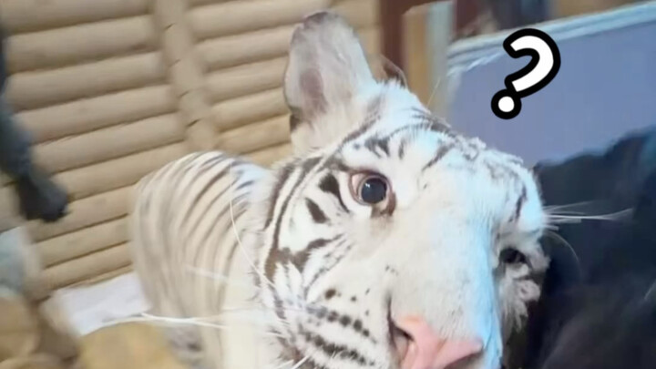 What do you mean "animals that go abroad aren't considered first-class protected species"?