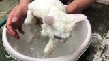 Milktea's bath time