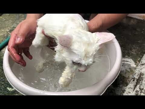 Milktea's bath time