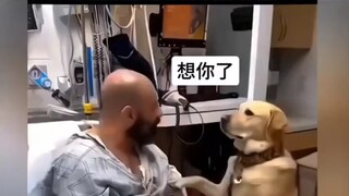 Anjing itu ngotot ingin dirawat inap bersama tuannya, sampai keduanya keluar rumah sakit bersama-sam