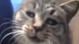 Kucing ini, kucing ini