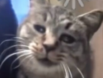 This cat, this little cat