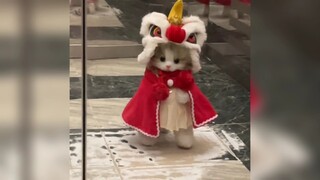 แมวสามปอนด์ ความน่ารักห้าปอนด์