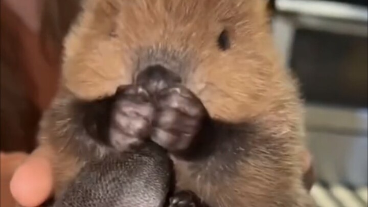 Some super-cute little beaver babies