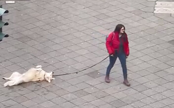 How to Deal with a Dog That’s Playing Tricky—One Trick Solves It All!