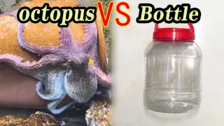 How the Octopus Got Its Food in the Bottle