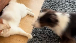 كيف يمكن للعالم أن يرضي الجميع، إلا إذا كان هناك قطة وكلب؟