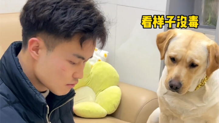 Anjing: Aku sudah berhati-hati banget, tapi nggak nyangka kamu masih punya kartu as yang disimpan!