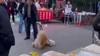 Please use a leash when walking your dog. If you don't obey, the dog will punish you. This is what h