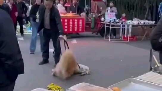 Please use a leash when walking your dog. If you don't obey, the dog will punish you. This is what h