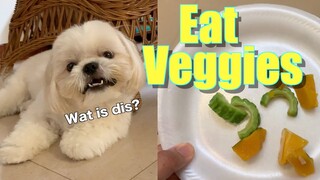 My Shih Tzu Dog Tries to Eat Veggies ( Bitter Gourd) for the First Time | It's Cuteness Overload!