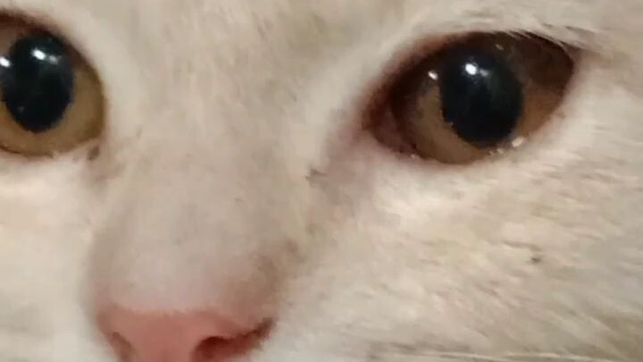 Pus