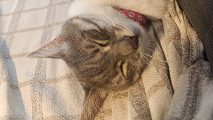 cutie pattotie cat