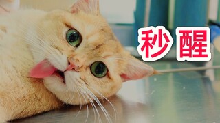 The little male cat woke up within a minute after being neutered, shaking his head and trying to sit