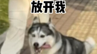 هذا هو الفرق بين اصطحاب كلب كبير وكلب صغير.. سيدة قوية تتأفف..